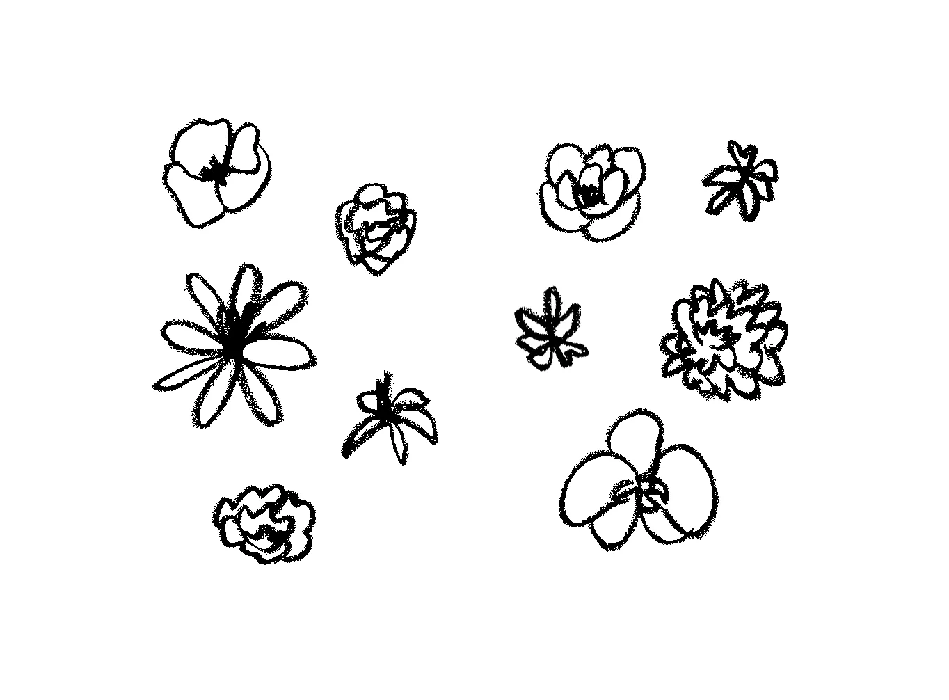 Blooming Serif - Espécimen tipográfico y bocetos de la marca de chocolate artesanal